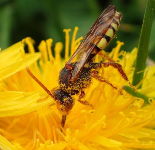 Réf. 253 603 : Nomada signata